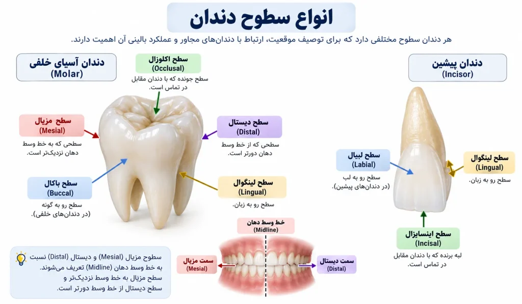 نام انواع سطوح دندانی